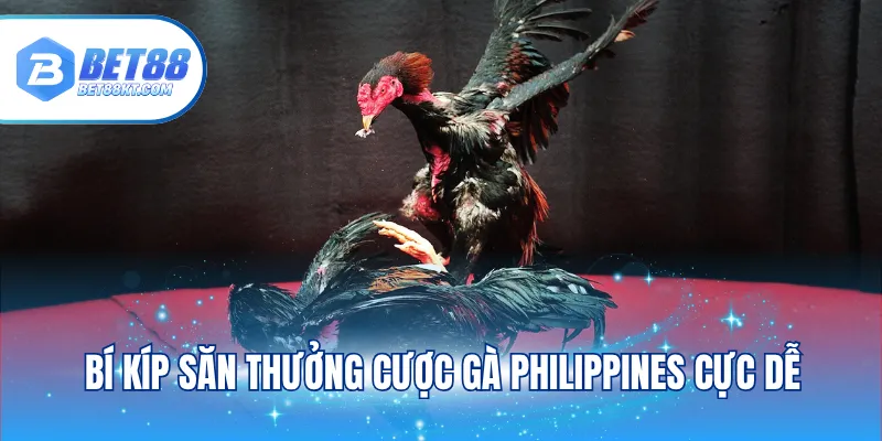 Bí kíp săn thưởng cược gà Philippines cực dễ