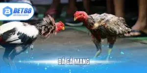 Đá gà mạng