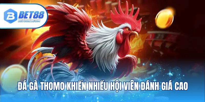Đá gà Thomo khiến nhiều hội viên đánh giá cao