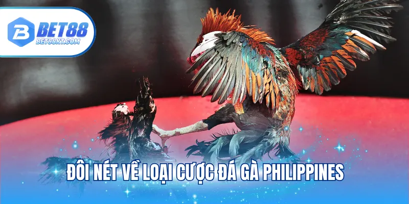 Đôi nét về loại cược đá gà Philippines