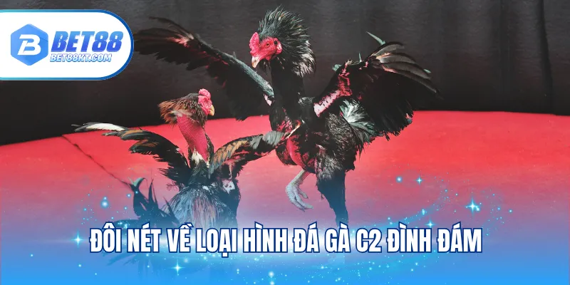 Đôi nét về loại hình đá gà C2 đình đám